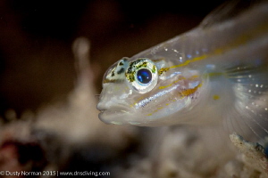 "Blue Eyes"
A Sand Gobe showing off his color eyes. by Dusty Norman 